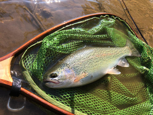 ニジマスの釣果