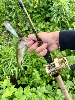 ラージマウスバスの釣果