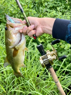 ラージマウスバスの釣果