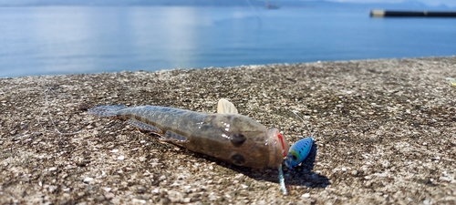 ハゼの釣果