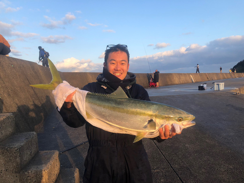 ハマチの釣果