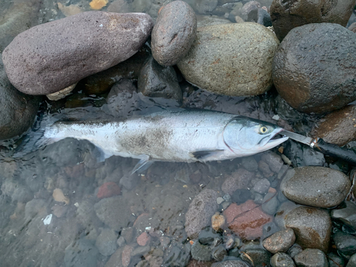 カラフトマスの釣果