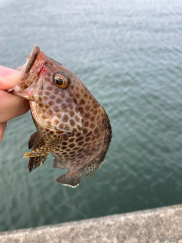 オオモンハタの釣果