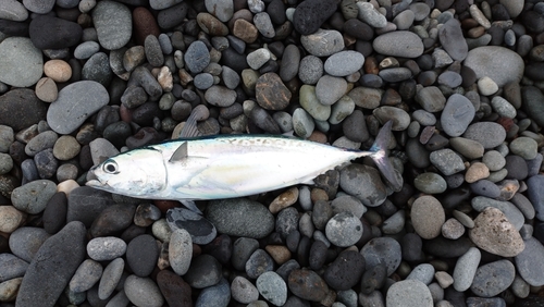 マルソウダの釣果