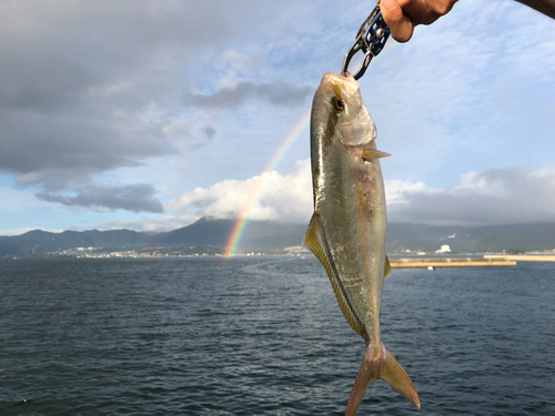 ネリゴの釣果