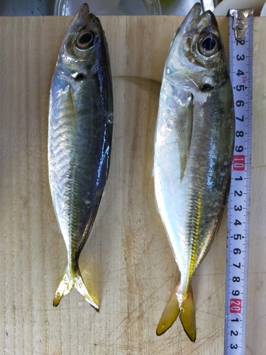 アジの釣果