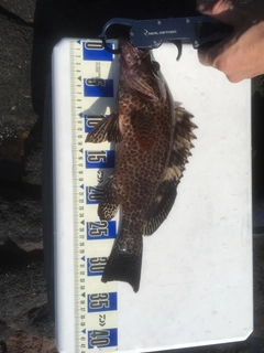 オオモンハタの釣果