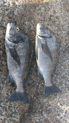 チヌの釣果