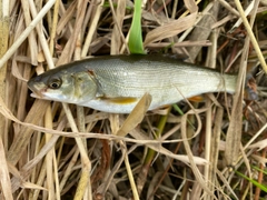 ウグイの釣果