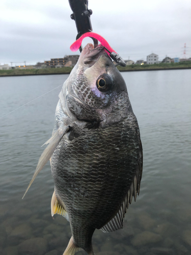 キビレの釣果