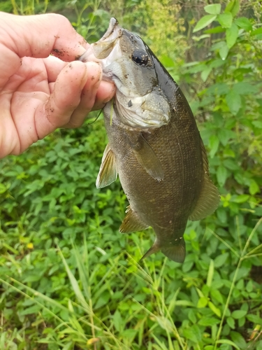 スモールマウスバスの釣果