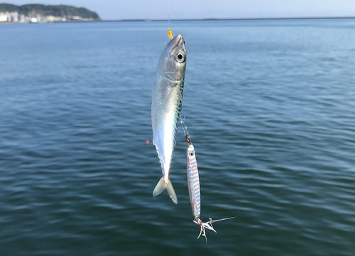 サバの釣果