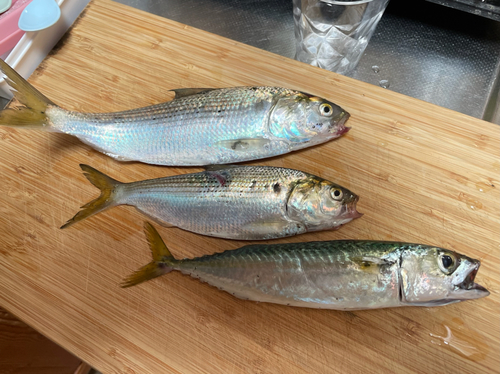 サバの釣果