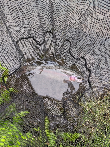 ニジマスの釣果