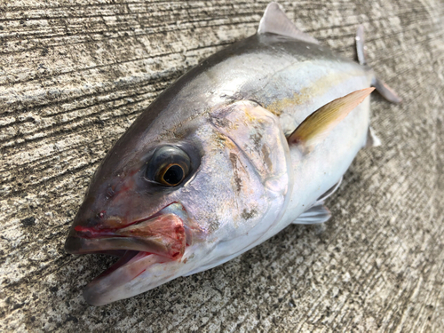 ショゴの釣果