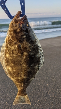 ソゲの釣果