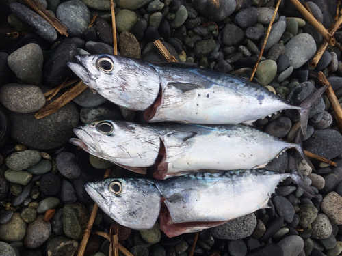 ソウダガツオの釣果