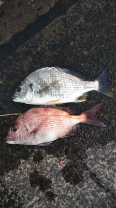 マダイの釣果