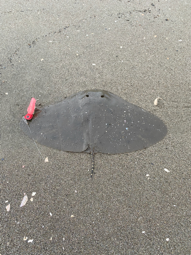 ツバクロエイの釣果