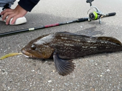 アイナメの釣果