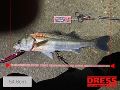 シーバスの釣果