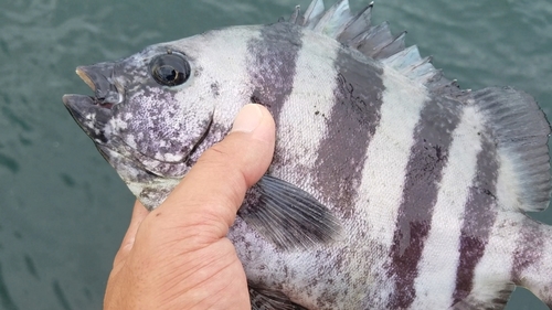 イシダイの釣果