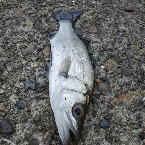 セイゴ（ヒラスズキ）の釣果