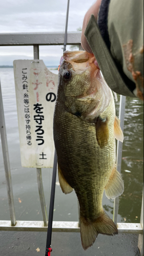 ラージマウスバスの釣果