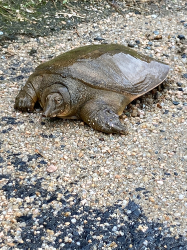 ナマズの釣果