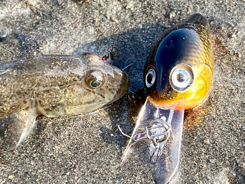 マハゼの釣果