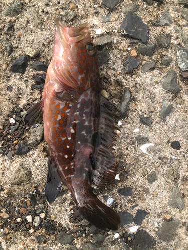 アコウの釣果