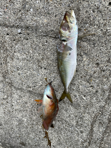 アカササノハベラの釣果