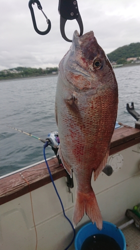 タイの釣果