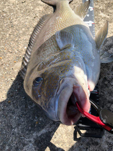 コロダイの釣果