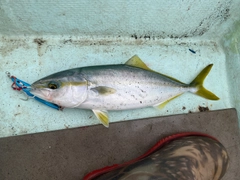 ワカシの釣果