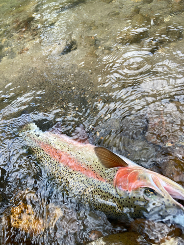 ニジマスの釣果