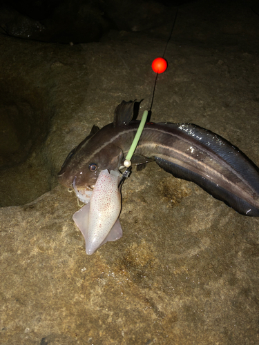 ゴンズイの釣果