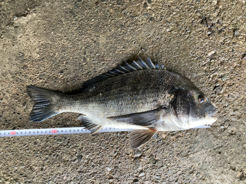 クロダイの釣果