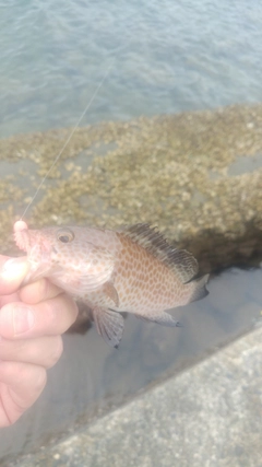 オオモンハタの釣果