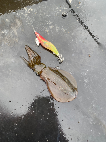 アオリイカの釣果