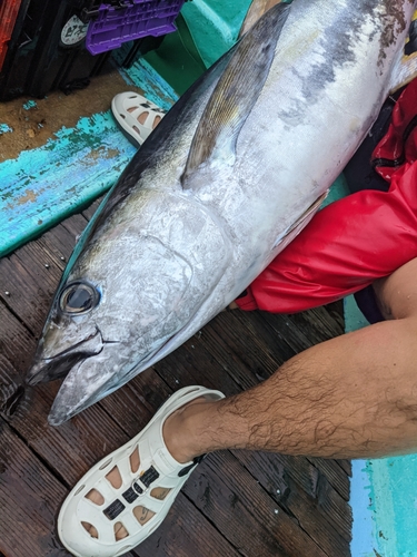 キハダマグロの釣果