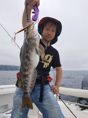 アイナメの釣果