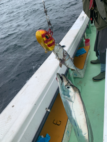 タチウオの釣果