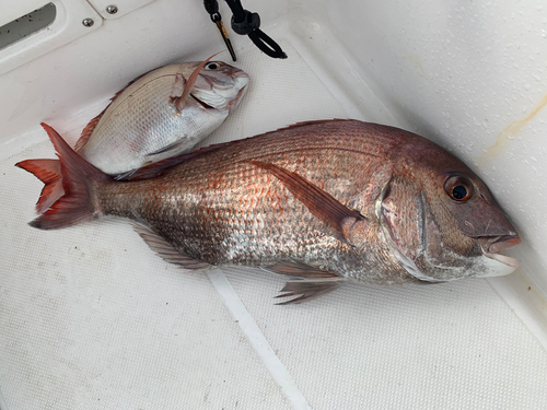 マダイの釣果