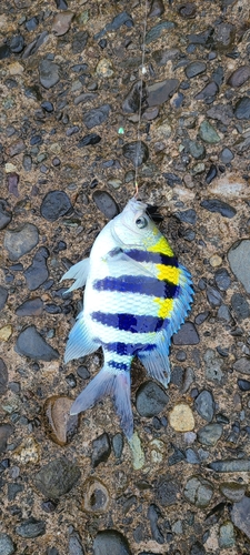 オヤビッチャの釣果