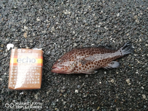 オオモンハタの釣果