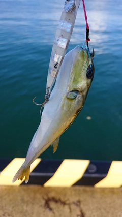 シロサバフグの釣果