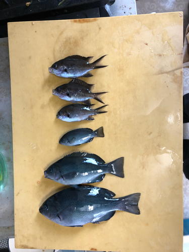 クロダイの釣果