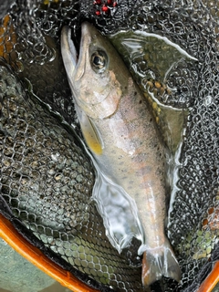 ヤマメの釣果