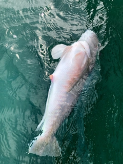 シロアマダイの釣果